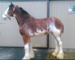 horse Kenbar Diane (Clydesdale, 2016, from Armbro Andrew)