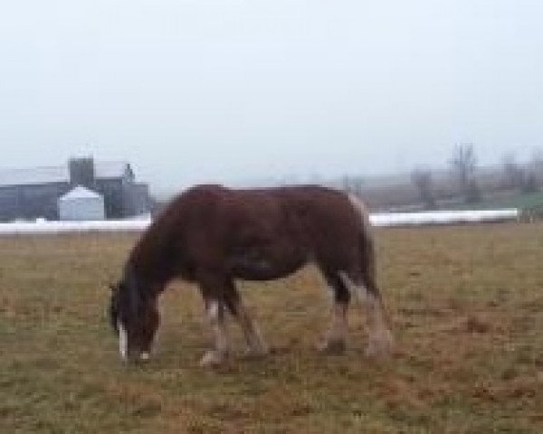 Pferd Kenbar Abbie (Clydesdale, 2013, von Cristal's Moses)