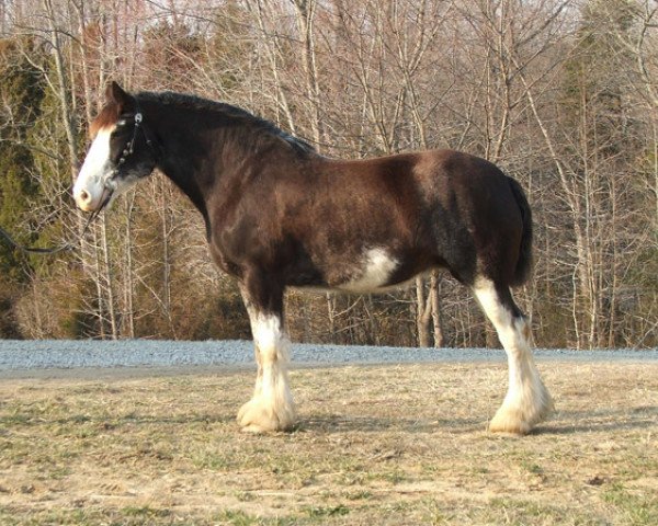 broodmare Tartan Lady Raven (Clydesdale, 1996, from Armageddon's Lord Jacob)