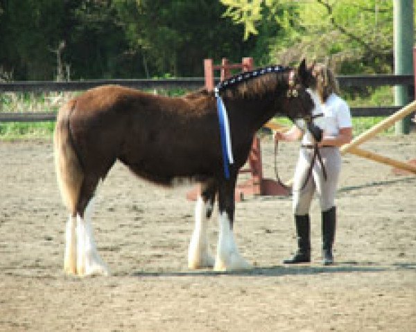 Pferd Kelmar Savannah Blue (Clydesdale, 2007, von High Plains Chief Dan)