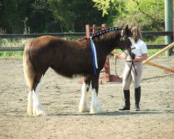 Pferd Kelmar Savannah Blue (Clydesdale, 2007, von High Plains Chief Dan)