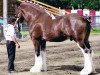 stallion North Country Major (Clydesdale, 1999, from Torrs Quicksilver)