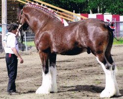 stallion North Country Major (Clydesdale, 1999, from Torrs Quicksilver)