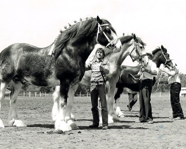 stallion Boulder Bluff Maxwell (Clydesdale, 1976, from Aspiration 30652)