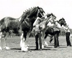 Deckhengst Boulder Bluff Maxwell (Clydesdale, 1976, von Aspiration 30652)