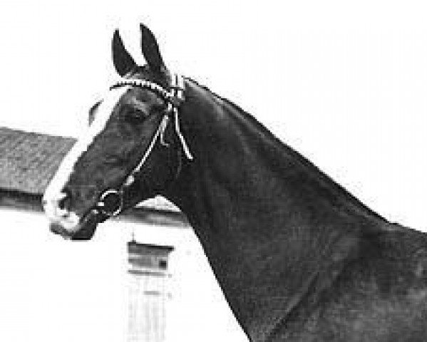 stallion Fakirpelvan (Akhal-Teke, 1951, from Fakir-Sulu)