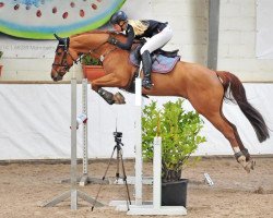 jumper Quinci (Hanoverian, 2011, from FRH Quaid)