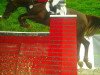 broodmare Chanel 357 (German Sport Horse, 2004, from Can Can)