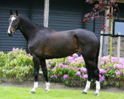 jumper Capri Rubertha R (KWPN (Royal Dutch Sporthorse), 2007, from Wender R)