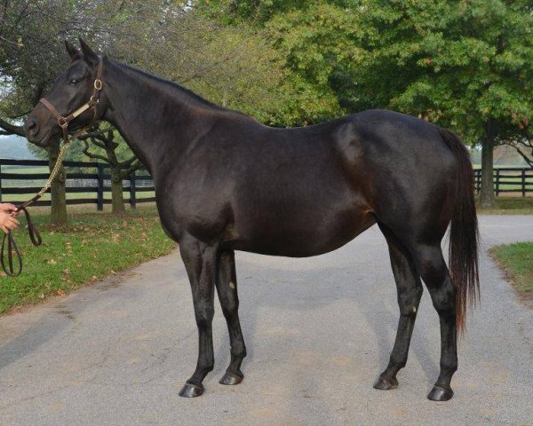 broodmare Coral Sun xx (Thoroughbred, 2008, from A. P. Indy xx)