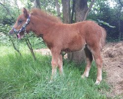 Pferd Livi's Maximus (Welsh Partbred, 2017, von Black Edition R)