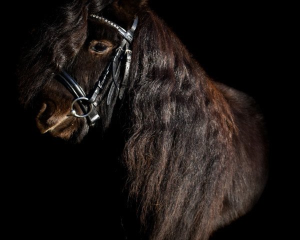 Pferd Benny vom Lagenhof (Shetland Pony (unter 87 cm), 2015, von Fairytail Basil Brush)