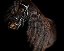 horse Benny vom Lagenhof (Shetland pony (under 87 cm), 2015, from Fairytail Basil Brush)