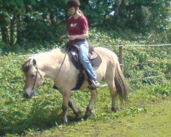 Pferd Freja (Fjordpferd, 1992, von Greiing FJH 650)