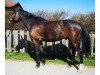 Springpferd Daylight 303 (Ungarisches Warmblut, 2014, von Diarado)