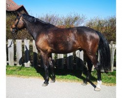 Springpferd Daylight 303 (Ungarisches Warmblut, 2014, von Diarado)