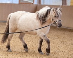 dressage horse Kiano (Fjord Horse, 2014, from Kelvin)