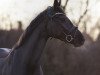 dressage horse Sweet Dreams D (Hanoverian, 2015, from Sir Donnerhall I)