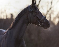 dressage horse Sweet Dreams D (Hannoveraner, 2015, from Sir Donnerhall I)