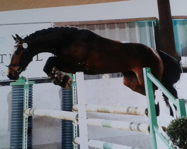 dressage horse Escador (Rhinelander, 2014, from Ehrenstolz)
