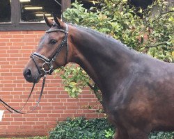 dressage horse Fifth Avenue 15 (Hanoverian, 2014, from Fürstenball)