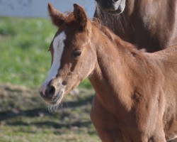 horse Camar Qadiz (Arabian thoroughbred, 2020, from Pechaton ox)