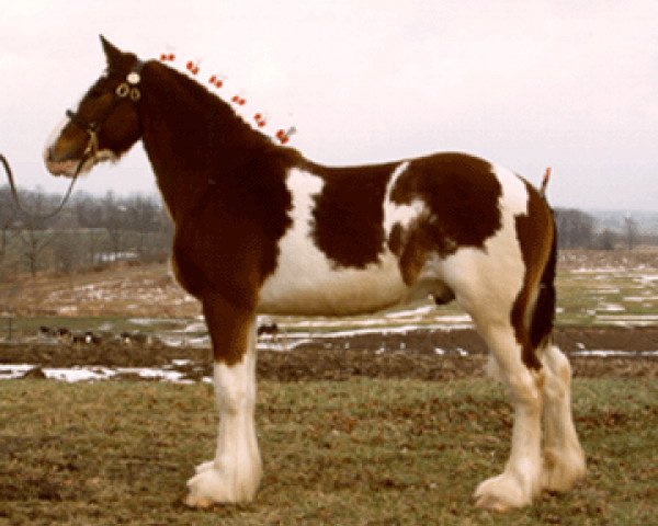 Deckhengst Landview Silver Chief (Clydesdale, 1998, von Ridgedale Silver King)