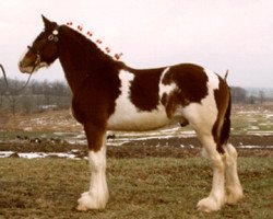 stallion Landview Silver Chief (Clydesdale, 1998, from Ridgedale Silver King)