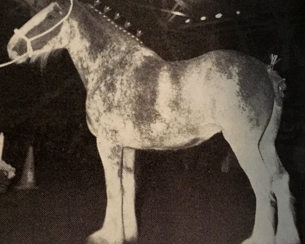 broodmare Lady Elegance 66665 (Clydesdale, 1982, from Doura Royal Scot)