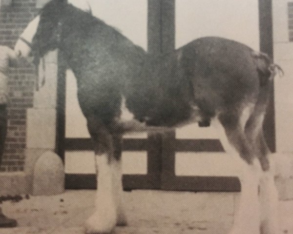 Deckhengst L & M Farms Charley (Clydesdale, 1988, von Northumberland Enterprise)