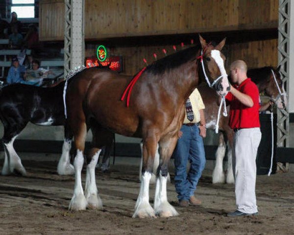 broodmare Kiamichi A.M. Cassie (Clydesdale, 2006, from Ayton Magnificent)