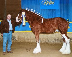 Deckhengst Kelbrett Ayton William (Clydesdale, 2006, von Ayton Final Achievement)