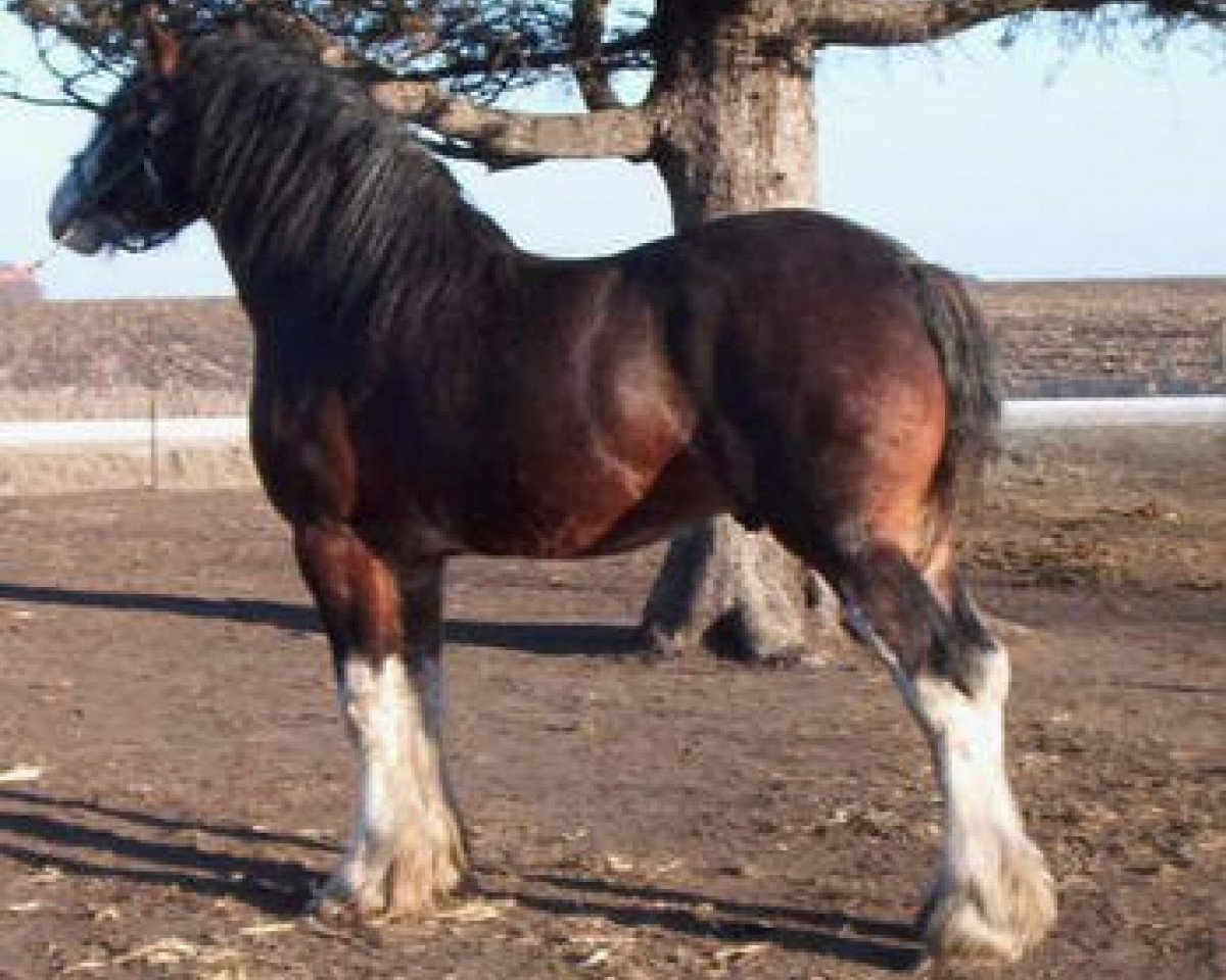 stallion K.D.J.'s Zeus (Clydesdale, 1998, from Armageddon's Lord Elijah)