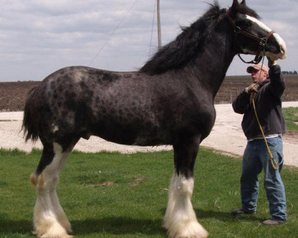 horse KDJ's W.S. Skip Away Spike (Clydesdale, 2005, from Belleau W.S. Skip Away)