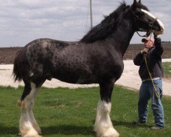 Pferd KDJ's W.S. Skip Away Spike (Clydesdale, 2005, von Belleau W.S. Skip Away)