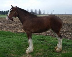 broodmare Mistyland Maggie (Clydesdale, 2012, from Alamar Rusty)