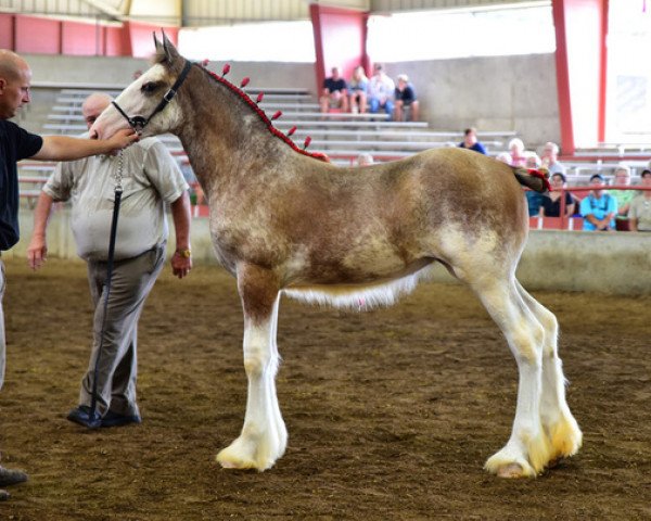 horse K.D.J.'s Valentine Iris (Clydesdale, 2017, from Armageddon's Lord Nehemiah)