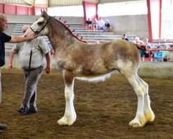 Pferd K.D.J.'s Valentine Iris (Clydesdale, 2017, von Armageddon's Lord Nehemiah)