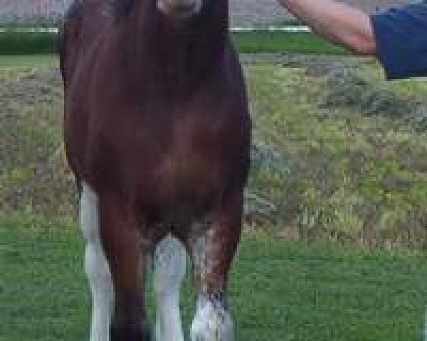 horse K.D.J.'s Spring Lilly (Clydesdale, 2003, from Twelve Oaks Zeke)