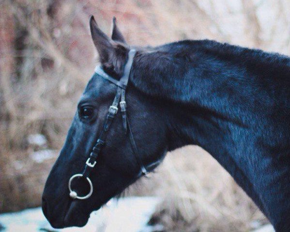 horse Djiet-Nisa (Akhal-Teke, 2012, from Gardemarin-Nisa)