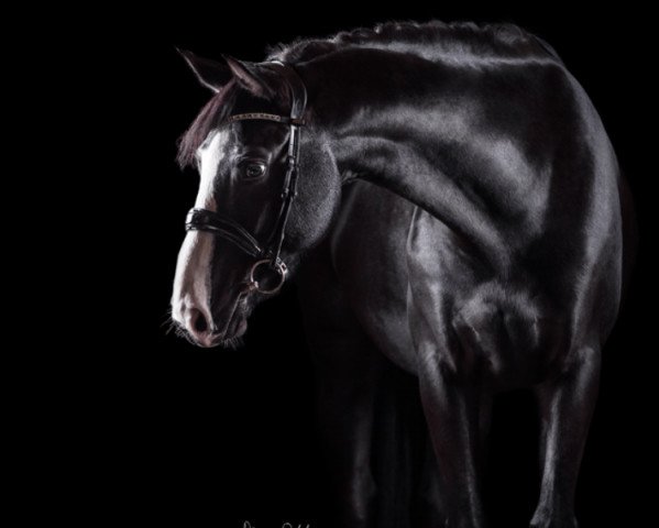 dressage horse Vettel 2 (Hanoverian, 2010, from Valentino)