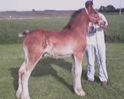 horse K.D.J.'s Sargeant Zeke's War Hero (Clydesdale, 2005, from Twelve Oaks Zeke)