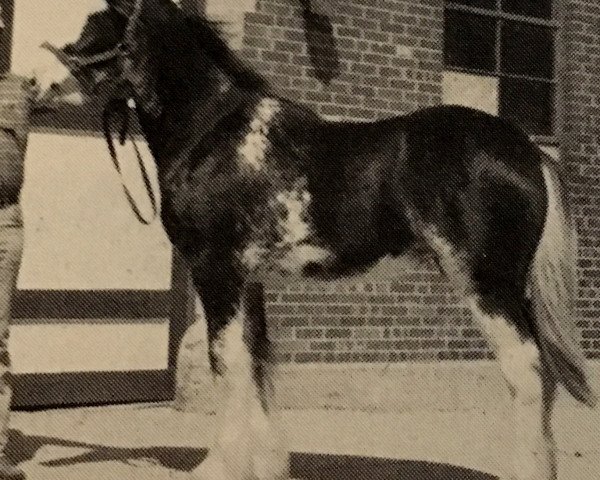 broodmare Ki-Am-Er-An's Fancy Belle (Clydesdale, 1986, from Brywood Ben)