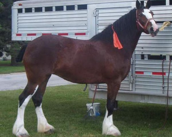 Zuchtstute Bop 17493 (Clydesdale, 1996, von Belleau Mcdougel)