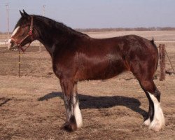 Zuchtstute KDJ's Sapphire Ruby (Clydesdale, 2006, von Greendykes Damien)