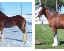 Pferd K.D.J.'s Peaches-N-Cream (Clydesdale, 2002, von Twelve Oaks Zeke)