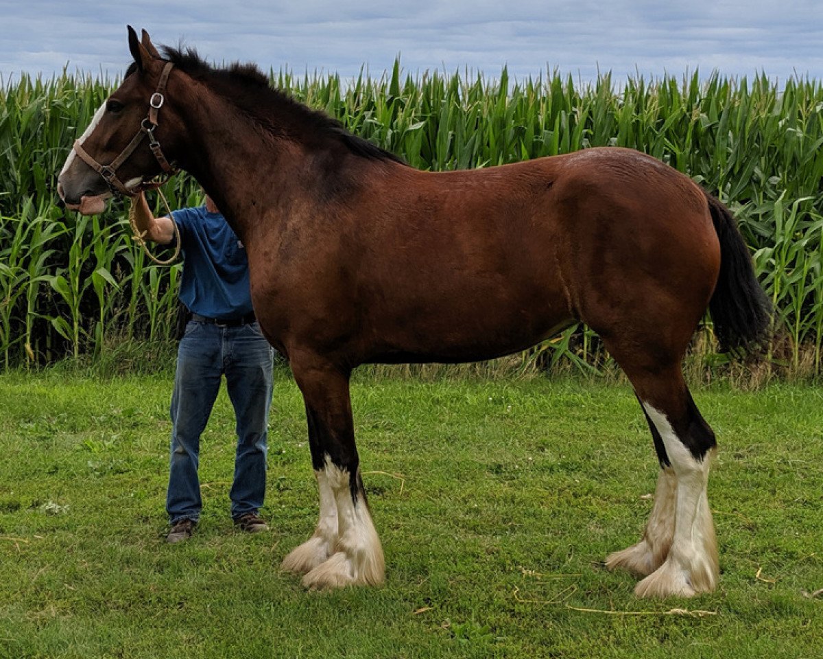 horse K.D.J.'s PD Heidi (Clydesdale, 2016, from Pinnacle's Nihilater Extreme)