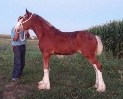 horse K.D.J.'s Miss Georgia (Clydesdale, 2015, from Pinnacle's Nihilater Extreme)