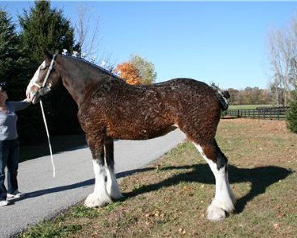 Zuchtstute KDJ's Miss Destiny (Clydesdale, 2006, von Greendykes Damien)