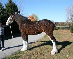 Zuchtstute KDJ's Miss Destiny (Clydesdale, 2006, von Greendykes Damien)